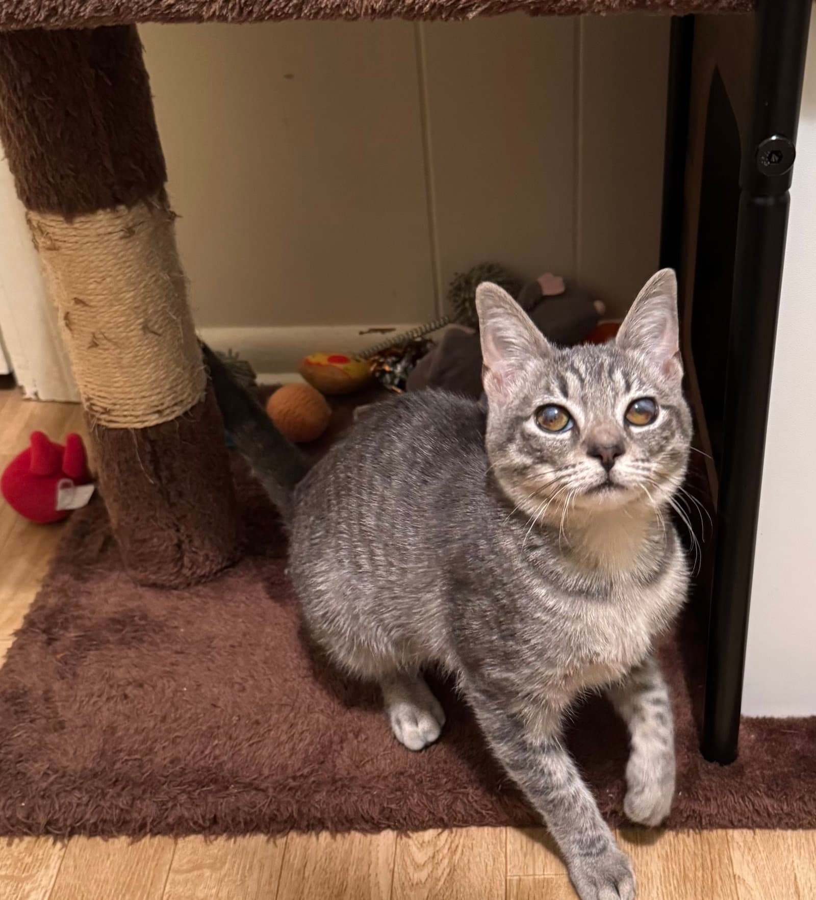 Sia - Tabby