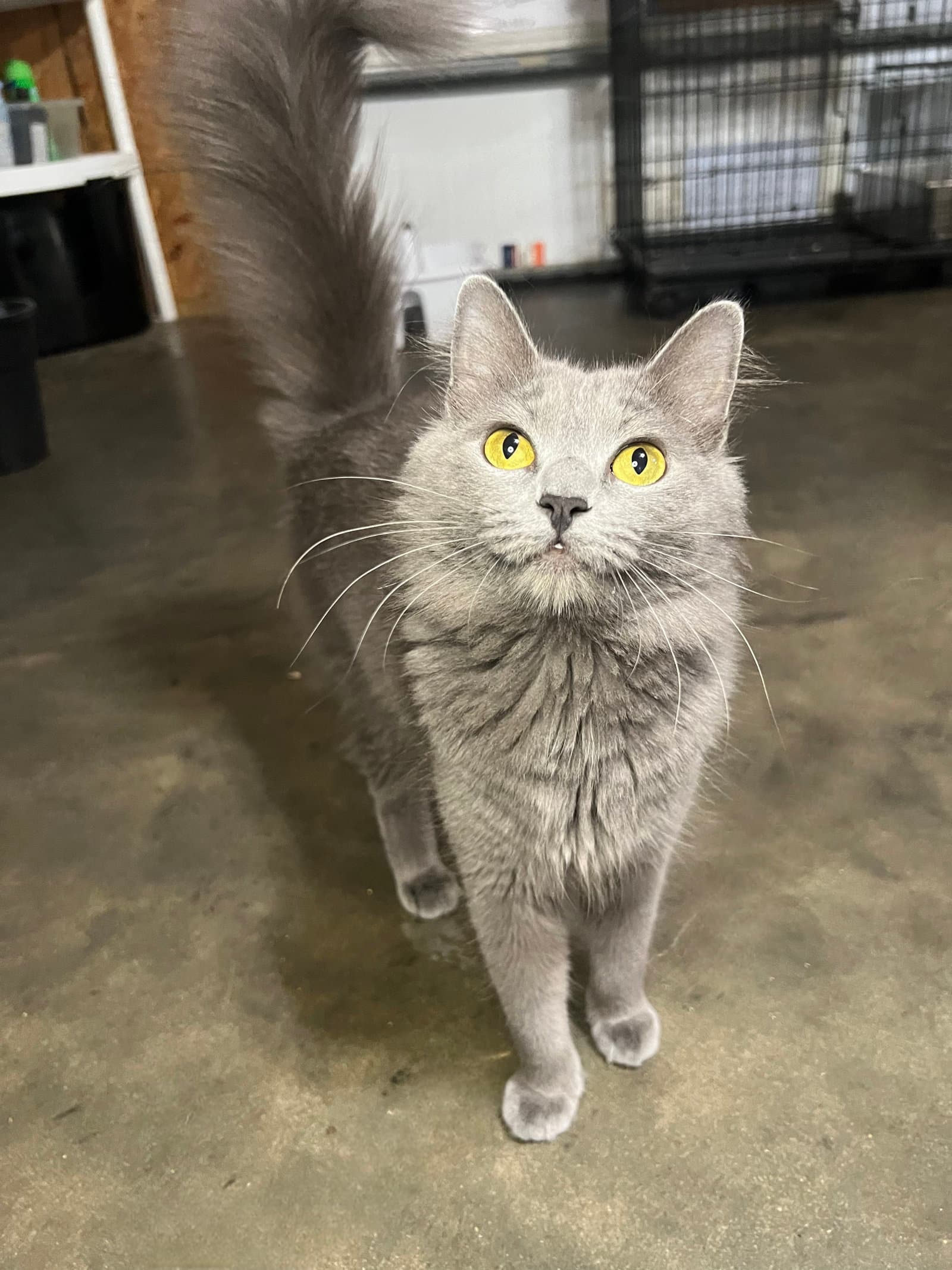 Clarissa - Domestic Medium Hair