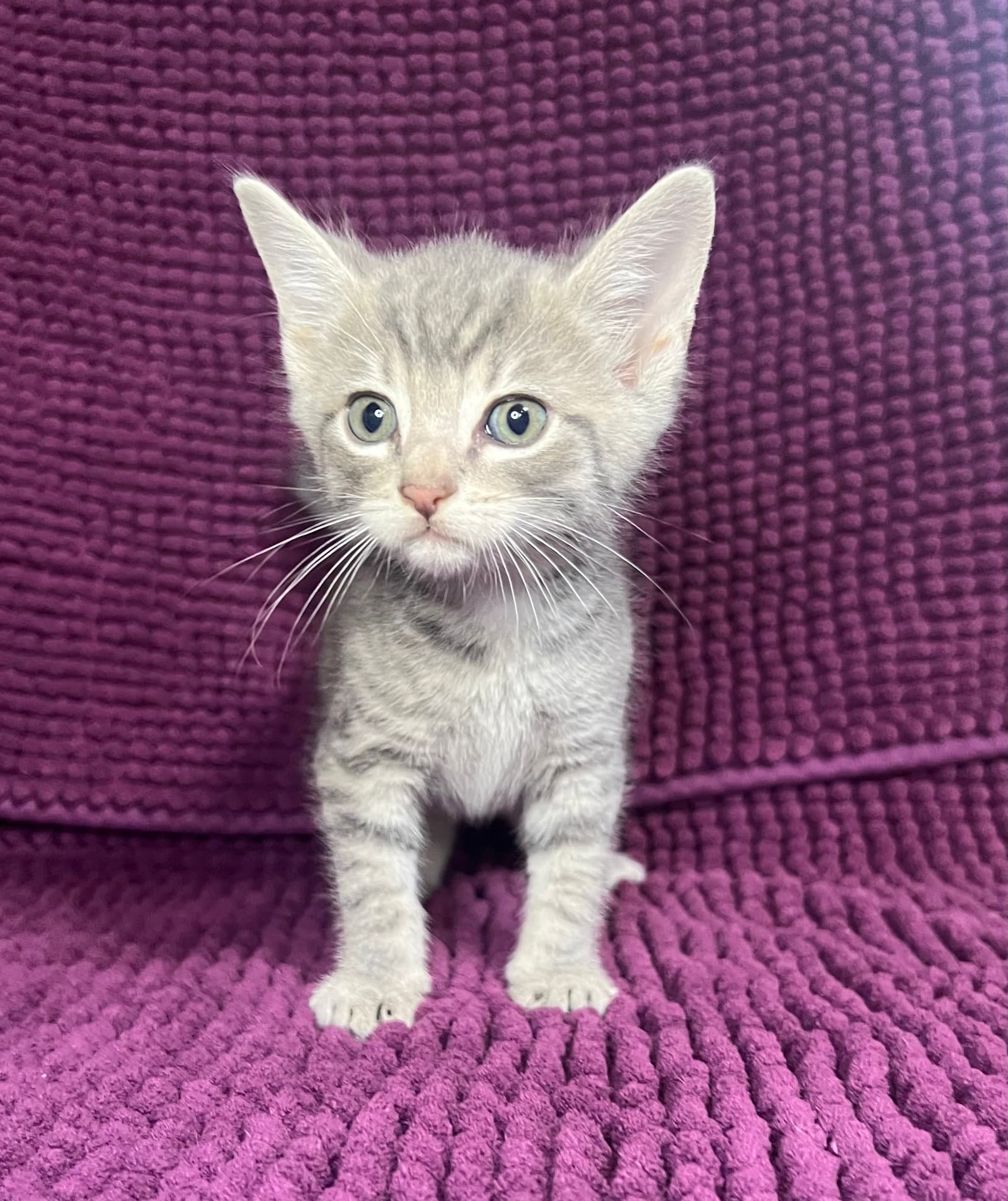 Eli - Domestic Short Hair