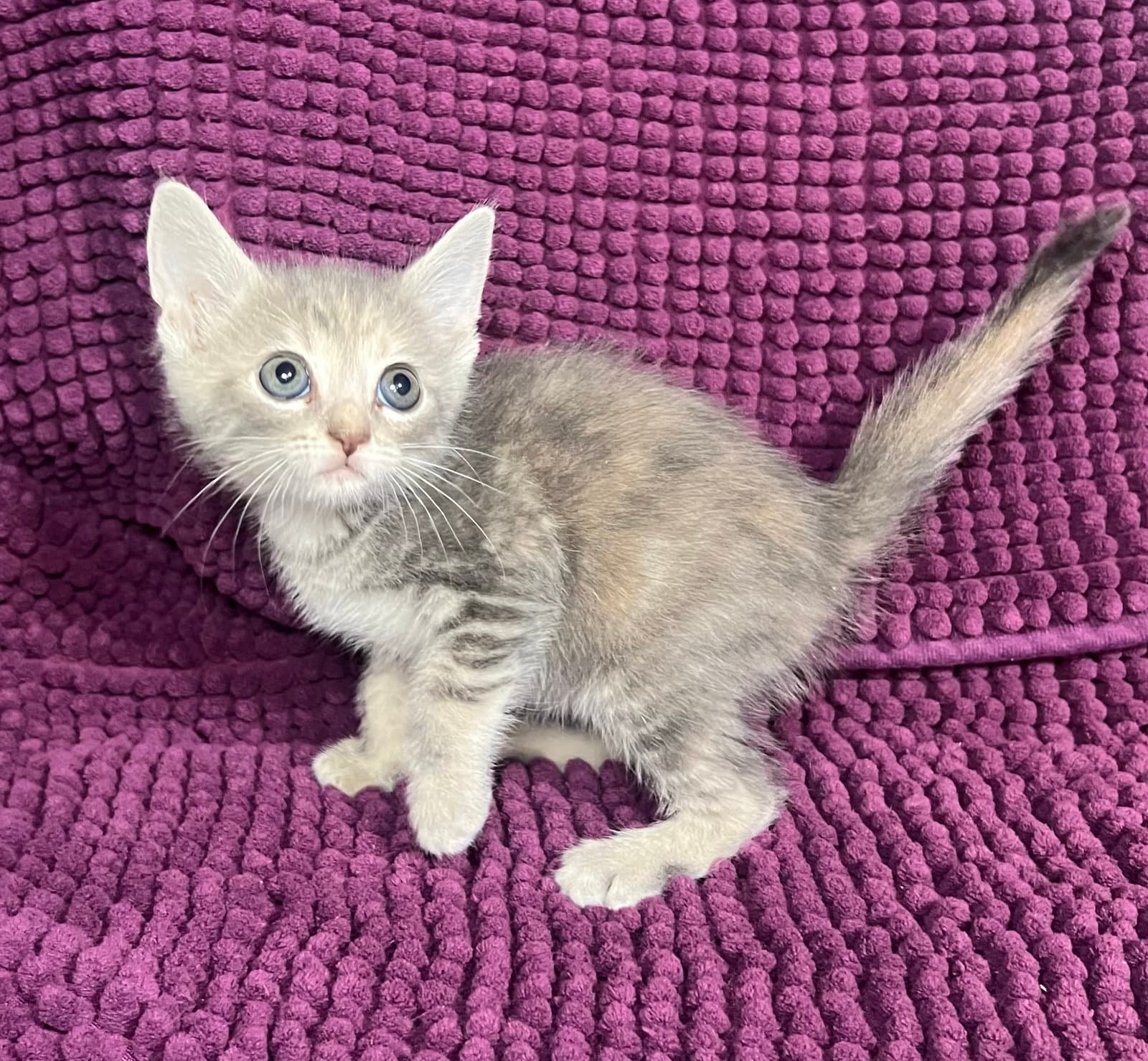 Winnie - Dilute Tortoiseshell