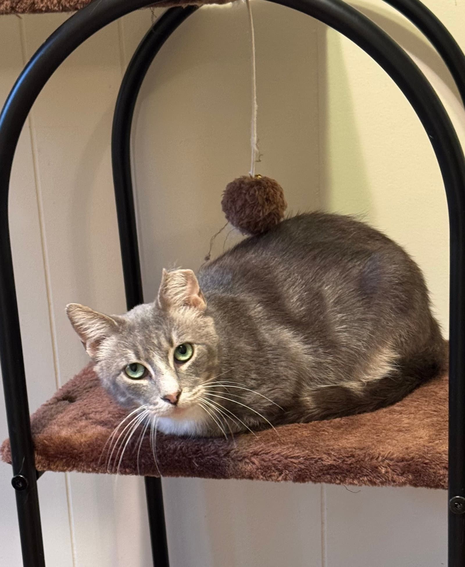 Maverick - Domestic Short Hair