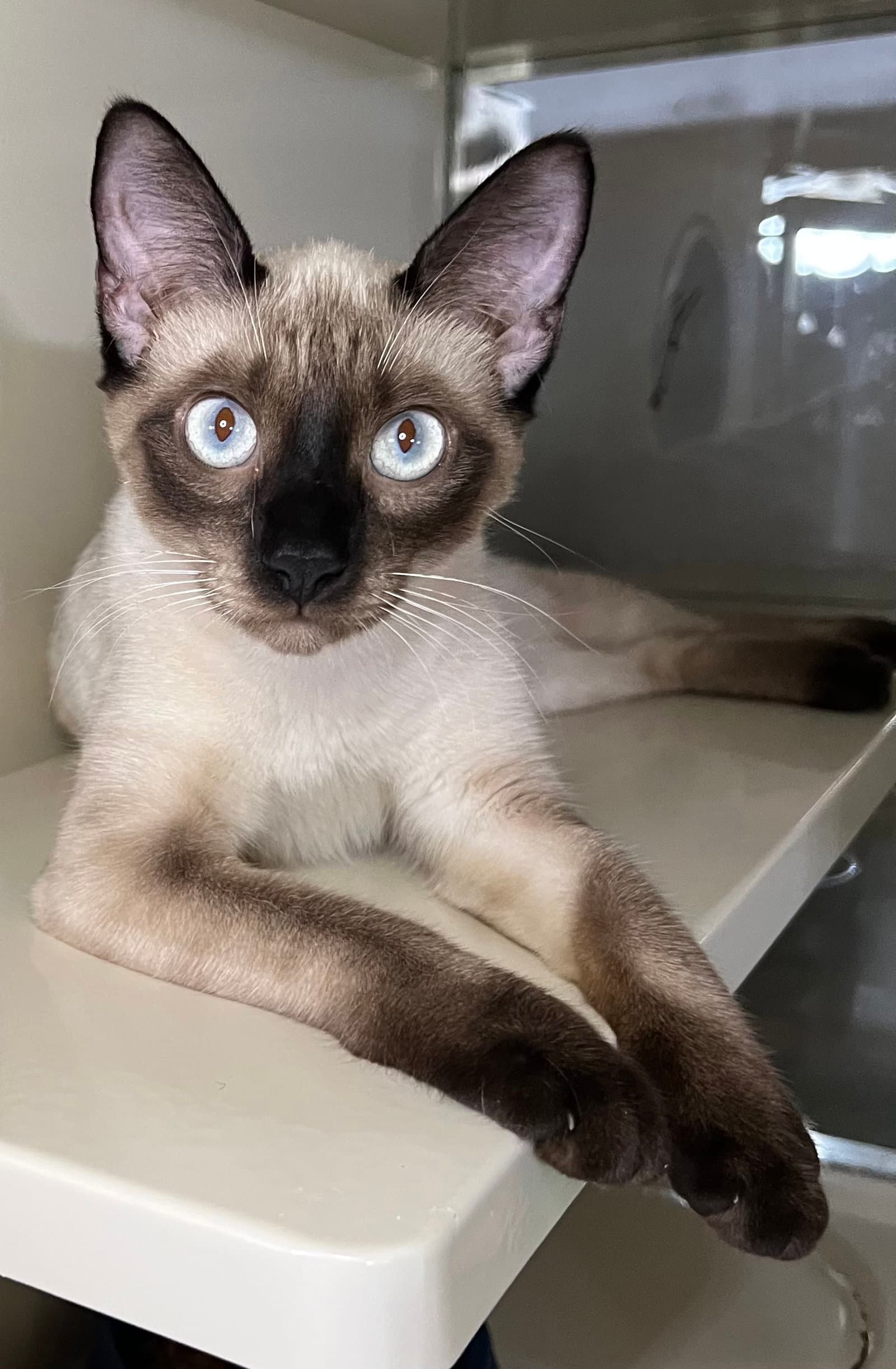 China - Siamese