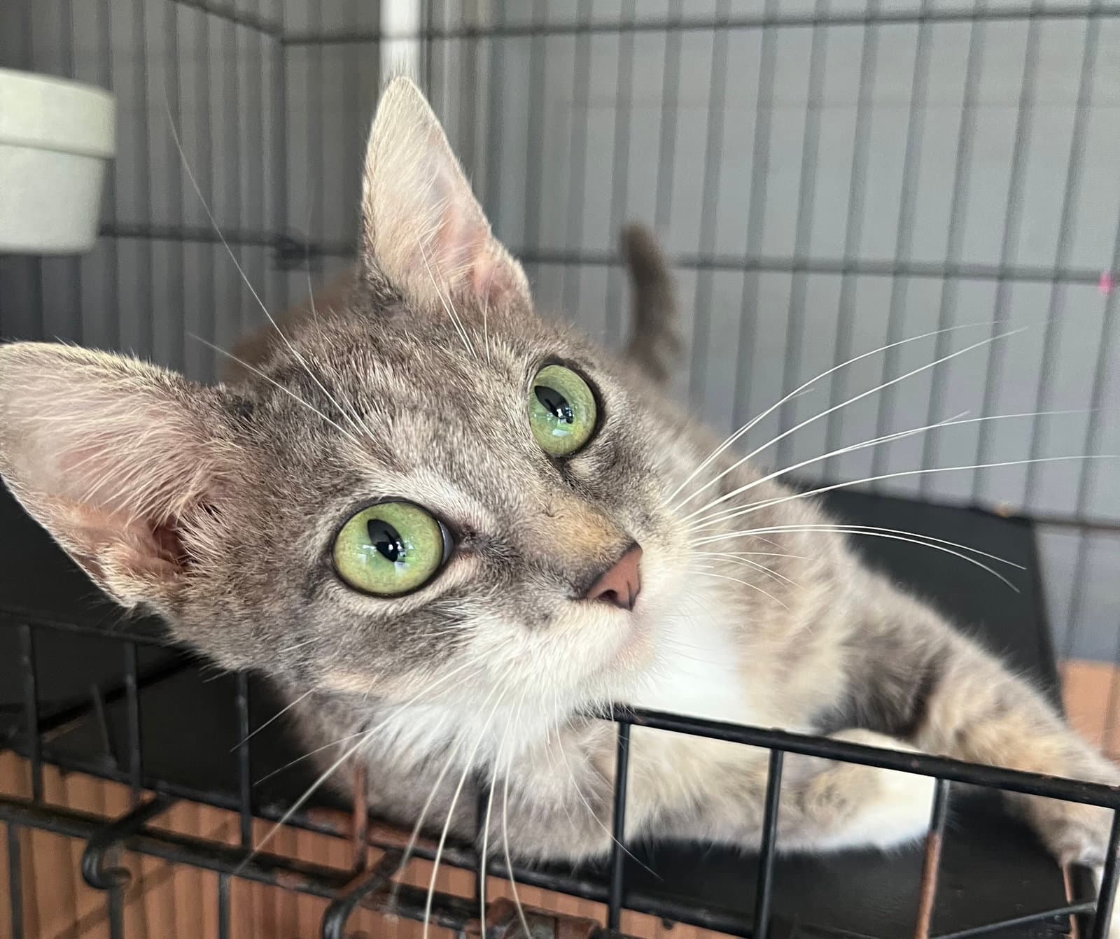 Tessa - Domestic Short Hair