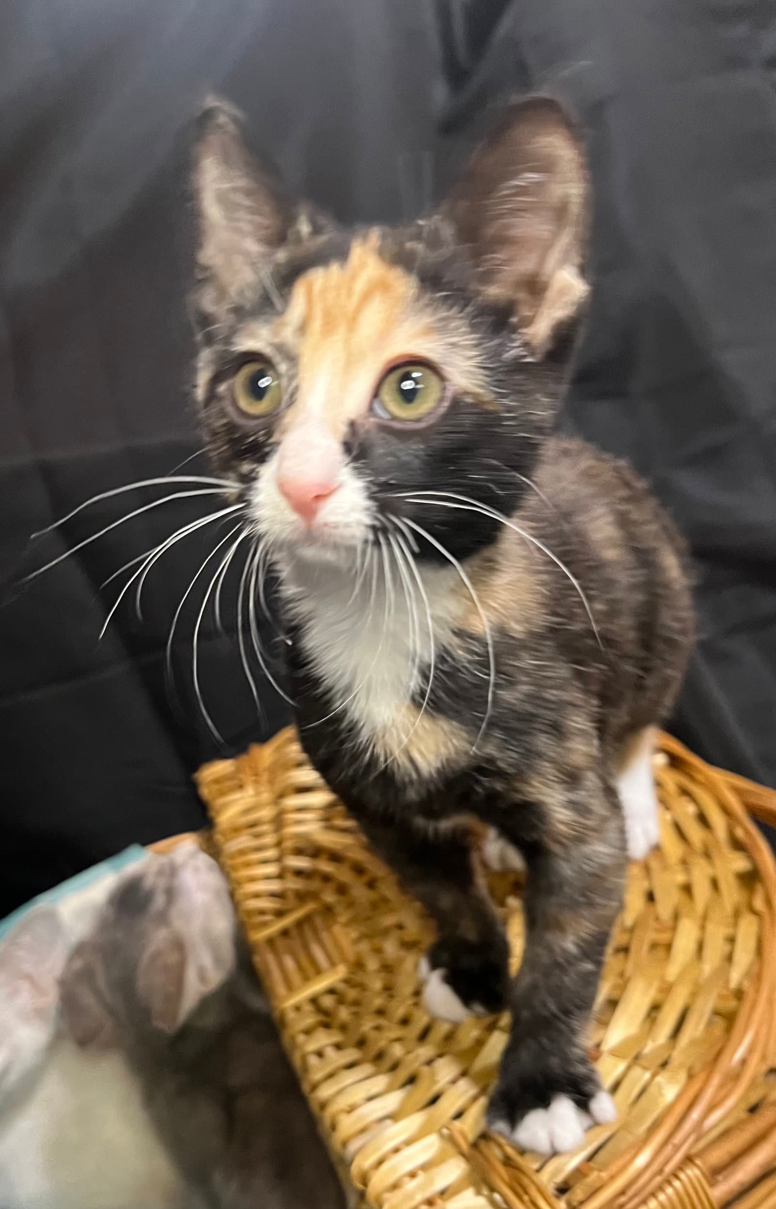 Cleo - Calico