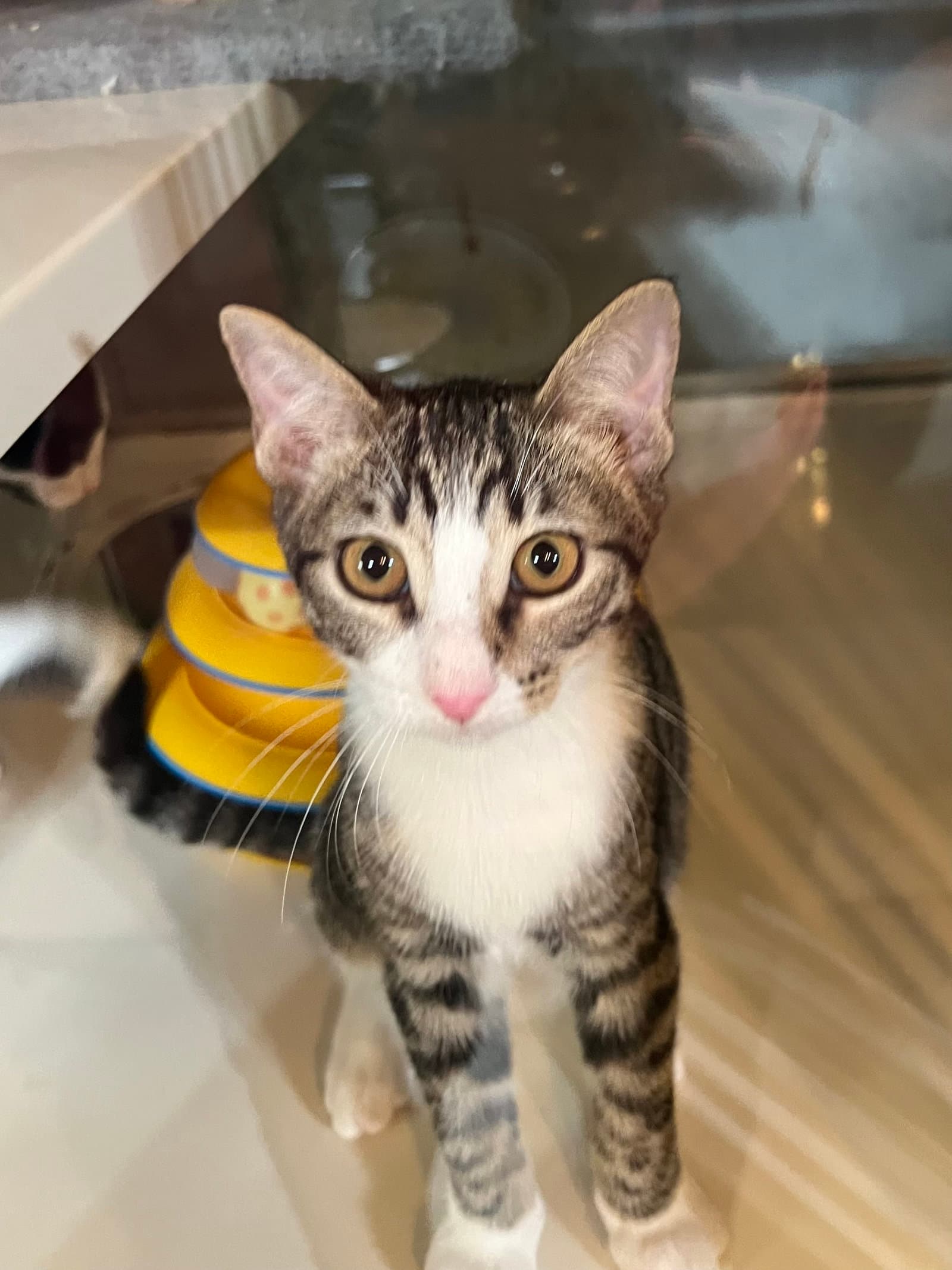 Rum - Domestic Short Hair