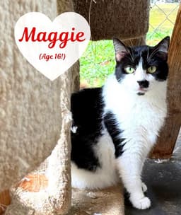 Maggie image 2