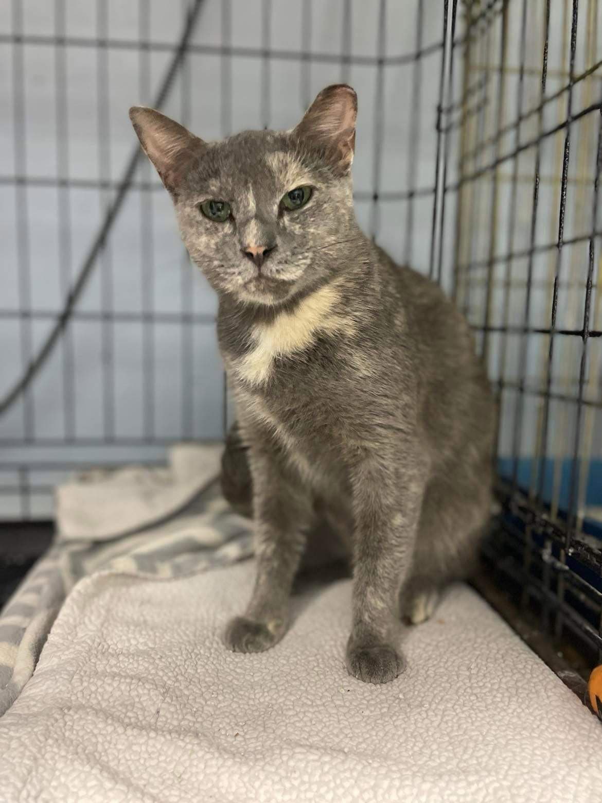 Greybird - Domestic Short Hair