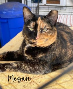 Megan image 1