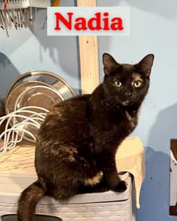 Nadia image 2