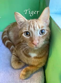 Tiger image 1