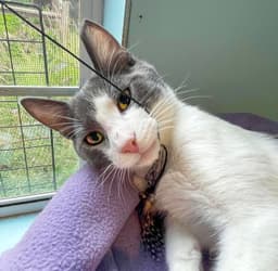 Benji image 3
