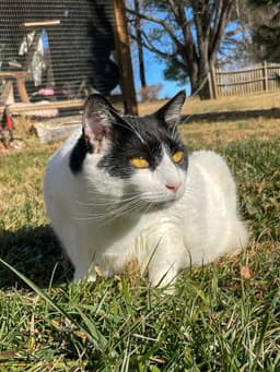Figaro image 2