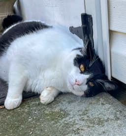 Figaro image 3
