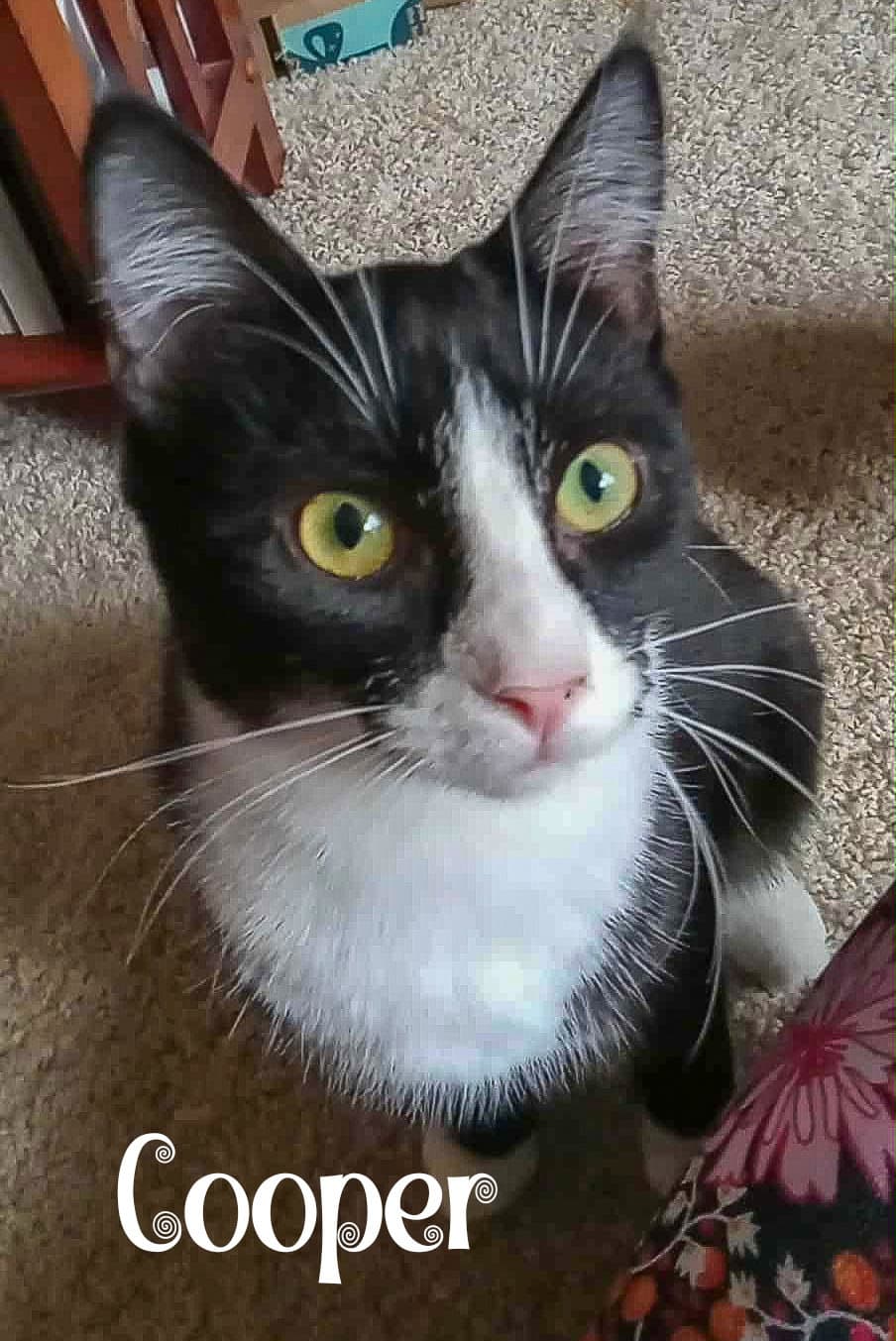 Cooper - Domestic Short Hair