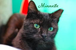 Minnette image 1
