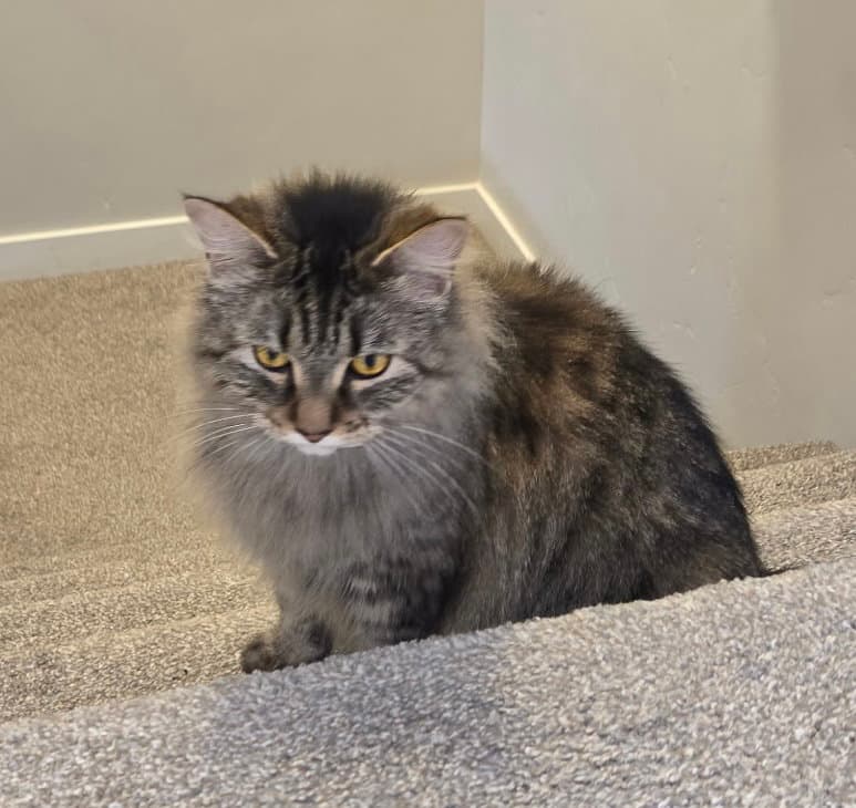 Kenya - Bonded Pair With Kit - Domestic Long Hair