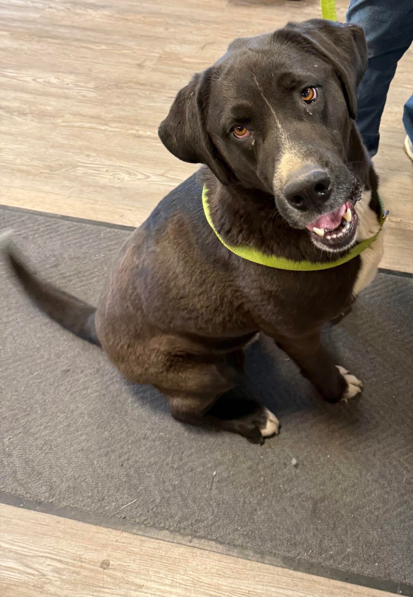 Goofy - Labrador