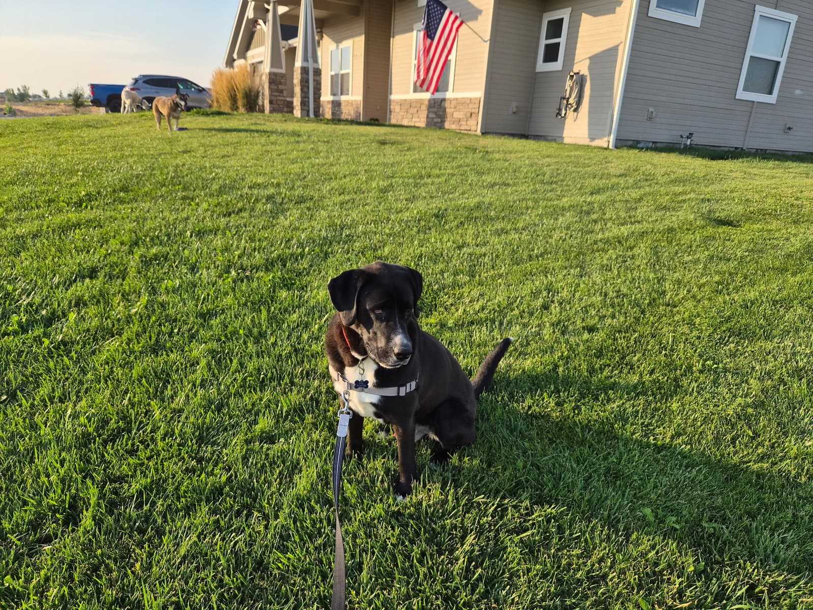 Goofy - Labrador