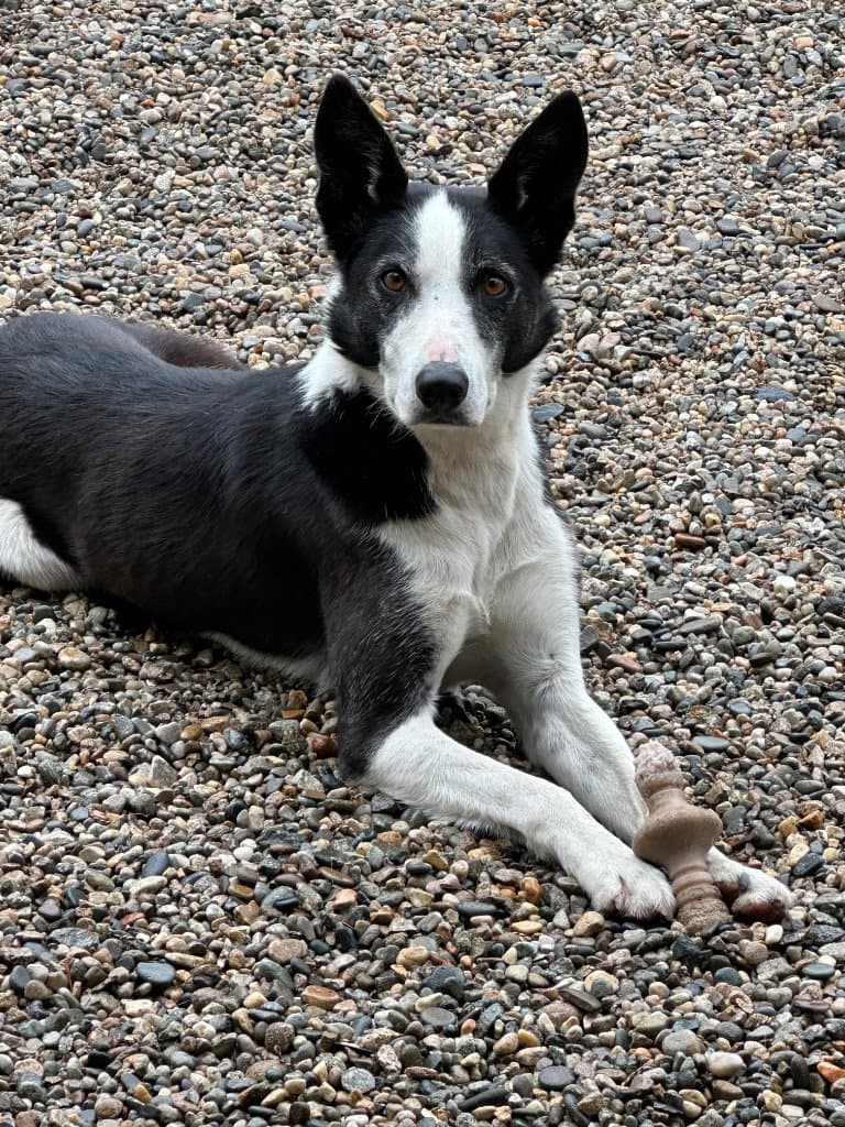 Skipper - Border Collie