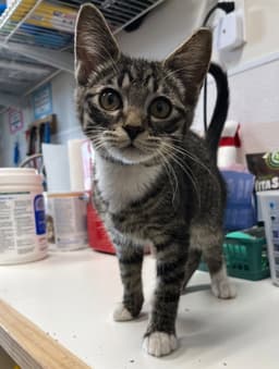 Kitten - Dolly image 1