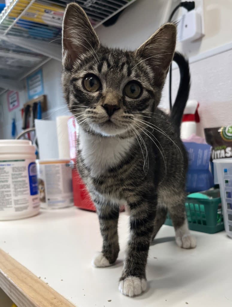 Kitten - Dolly - Domestic Short Hair