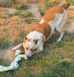 Rosie image 2