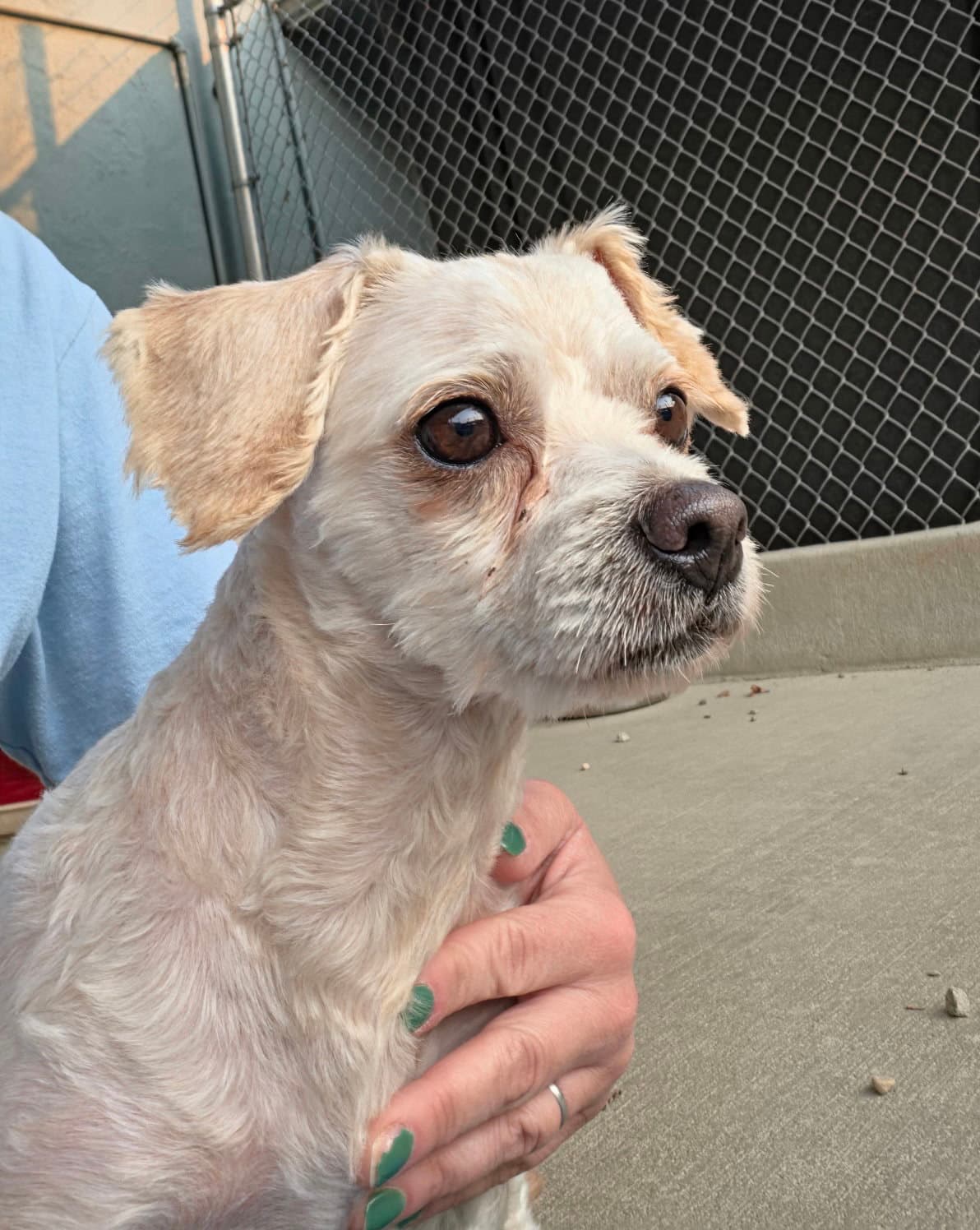 Nova - Maltese