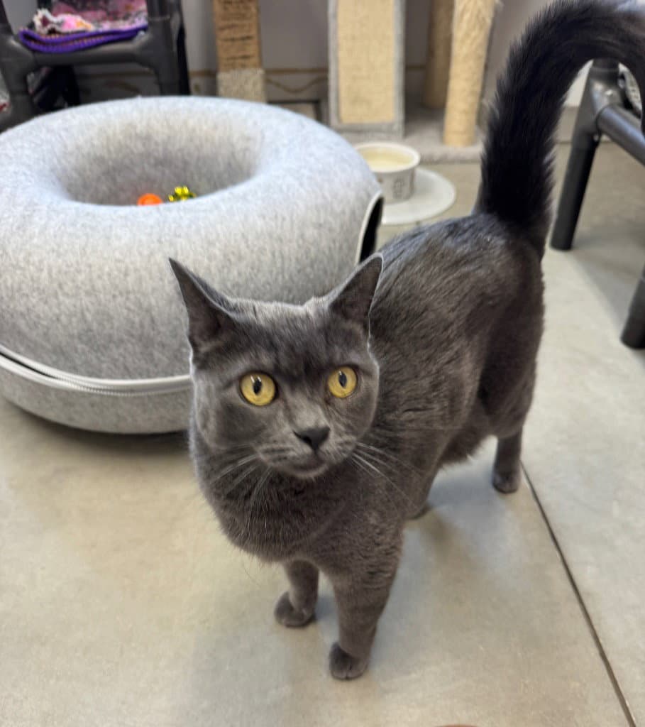 Remington Remi - Domestic Short Hair
