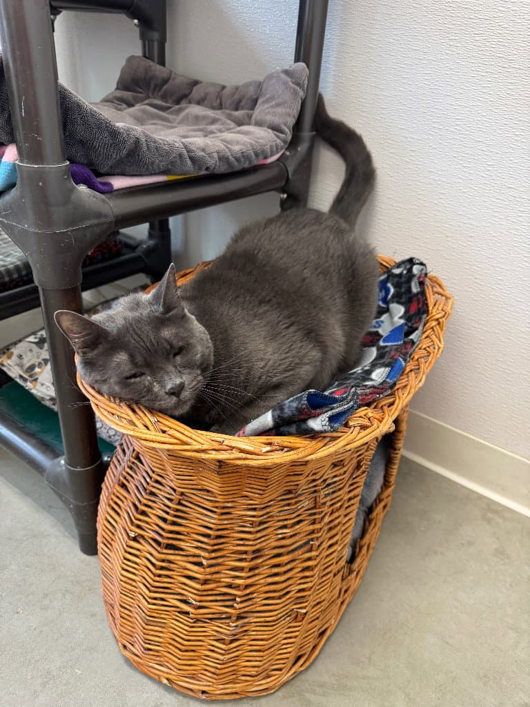 Colt - Domestic Short Hair