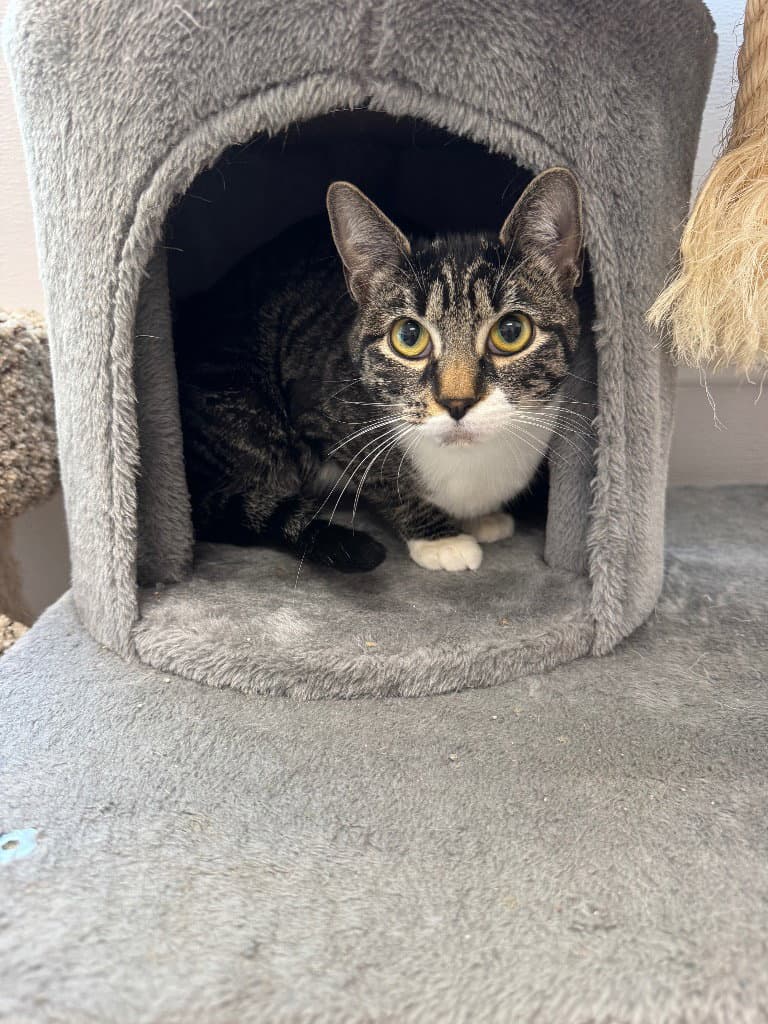 Honey - Tabby