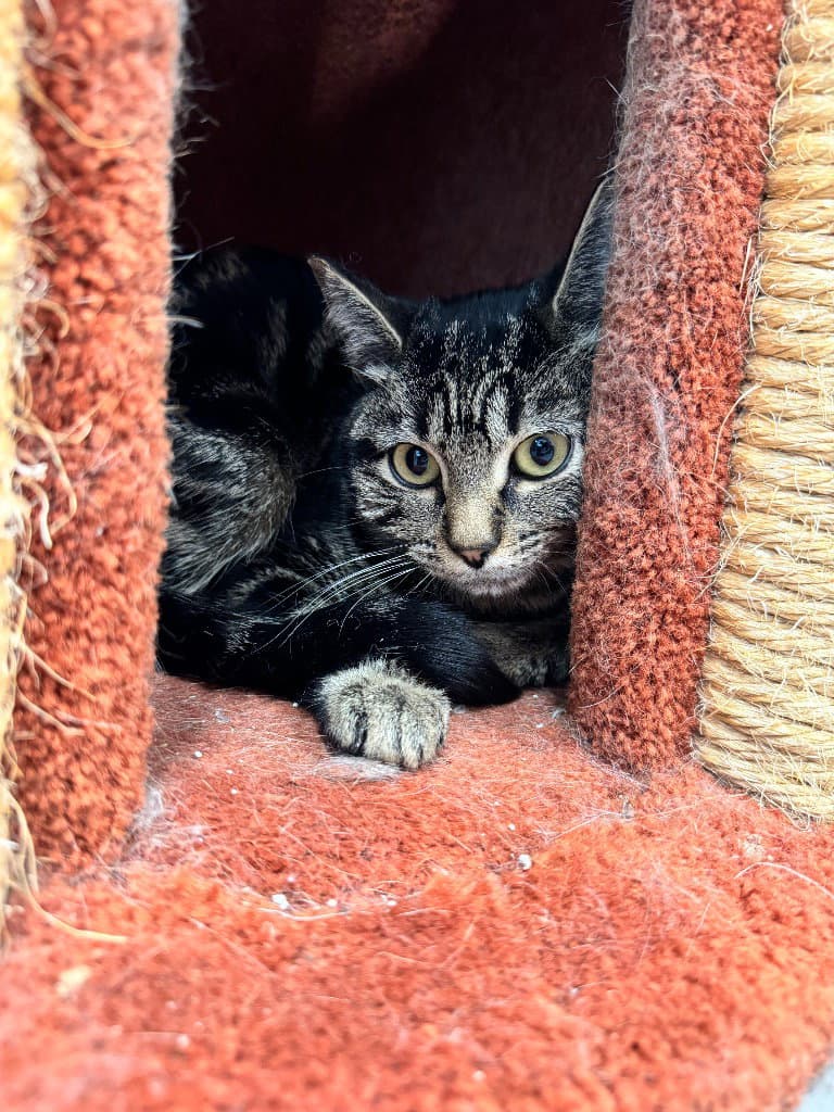 Lira - Tabby