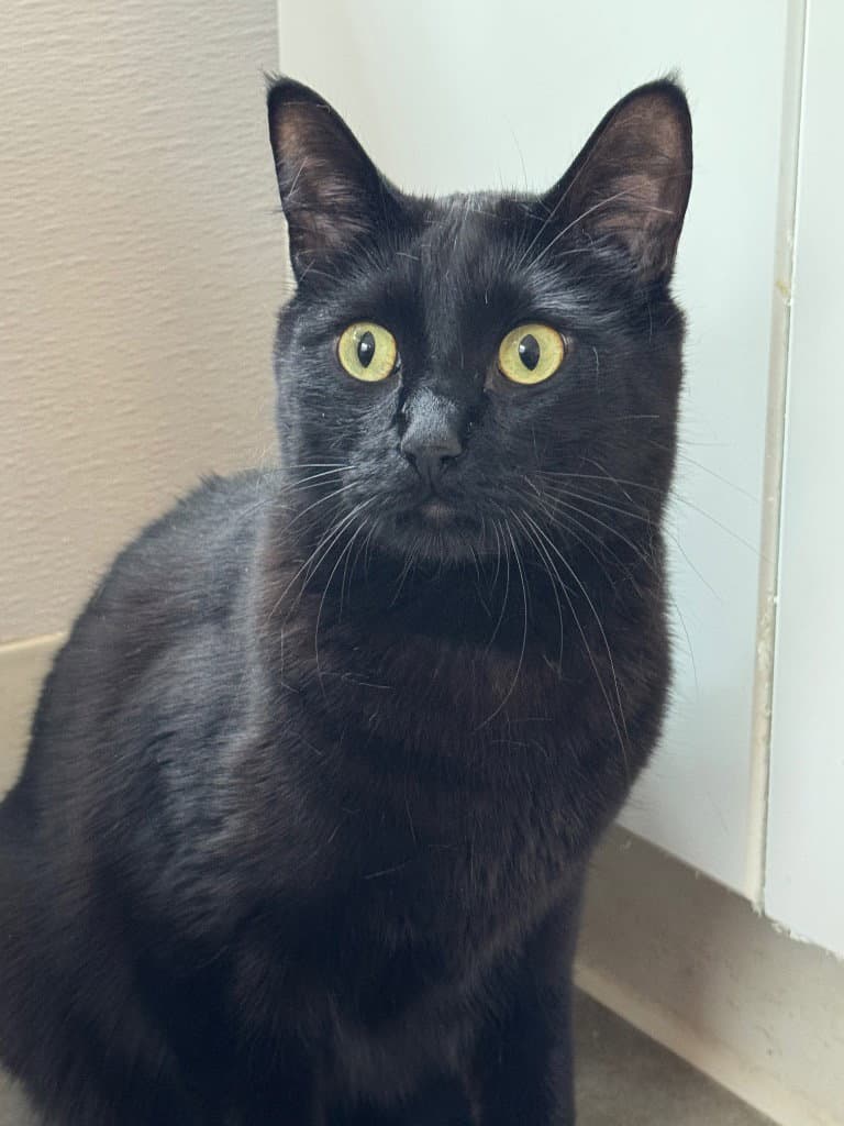 Loki - Domestic Short Hair