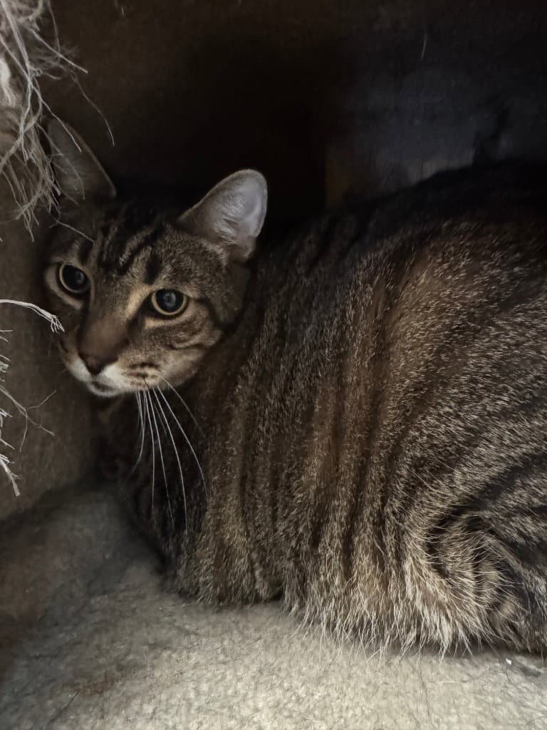 Peter - Domestic Medium Hair