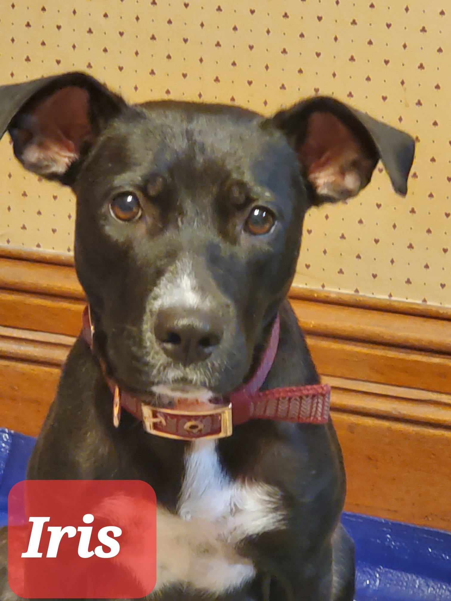 Iris - Terrier