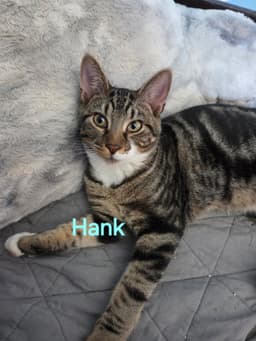 Hank image 1