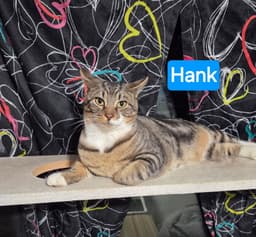 Hank image 2