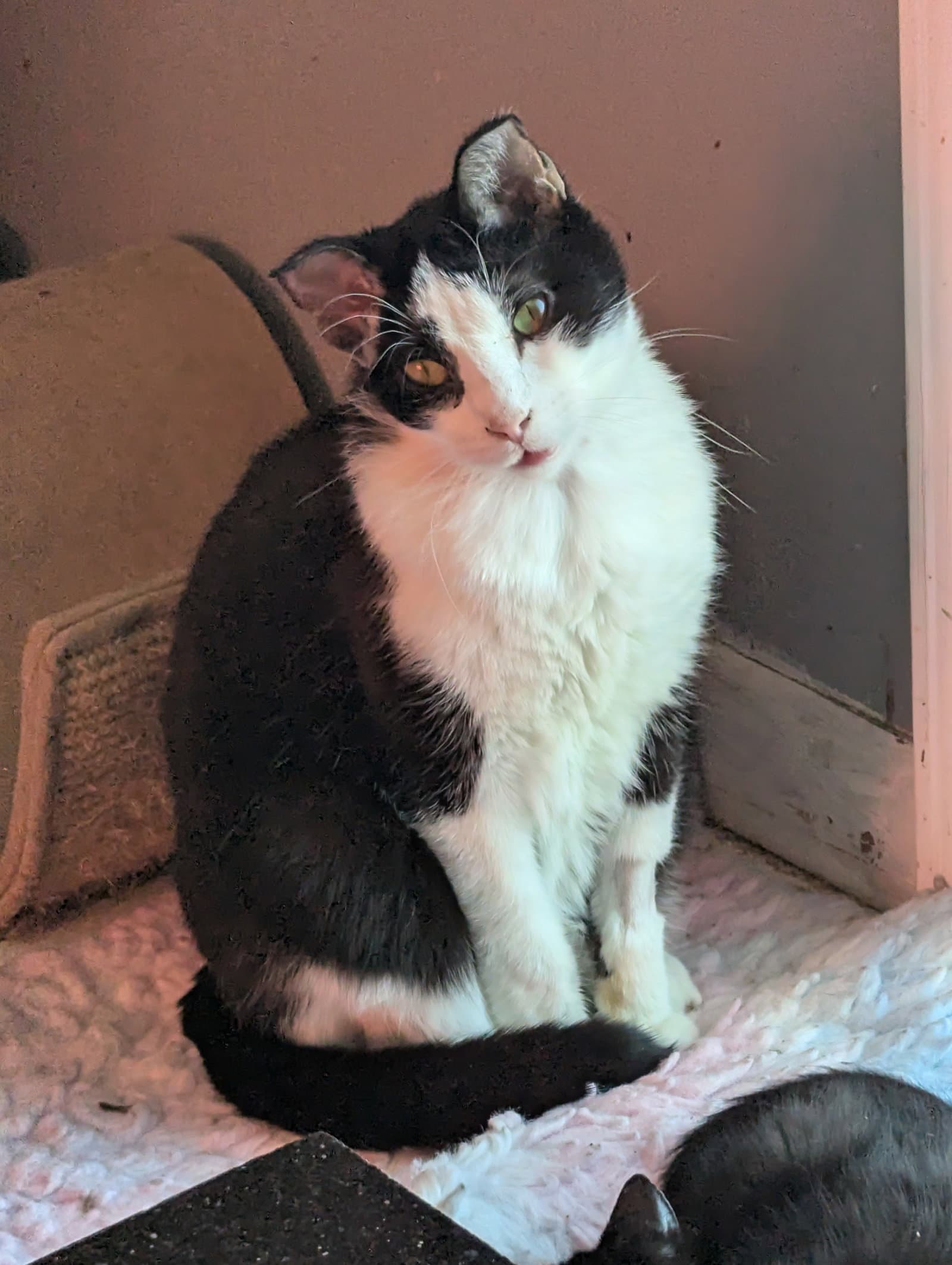 Freddy - Domestic Short Hair