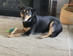 Molly image 1