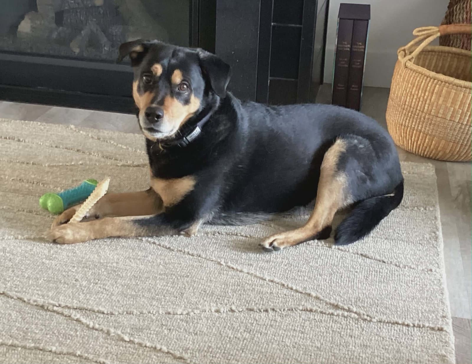 Molly - Rottweiler