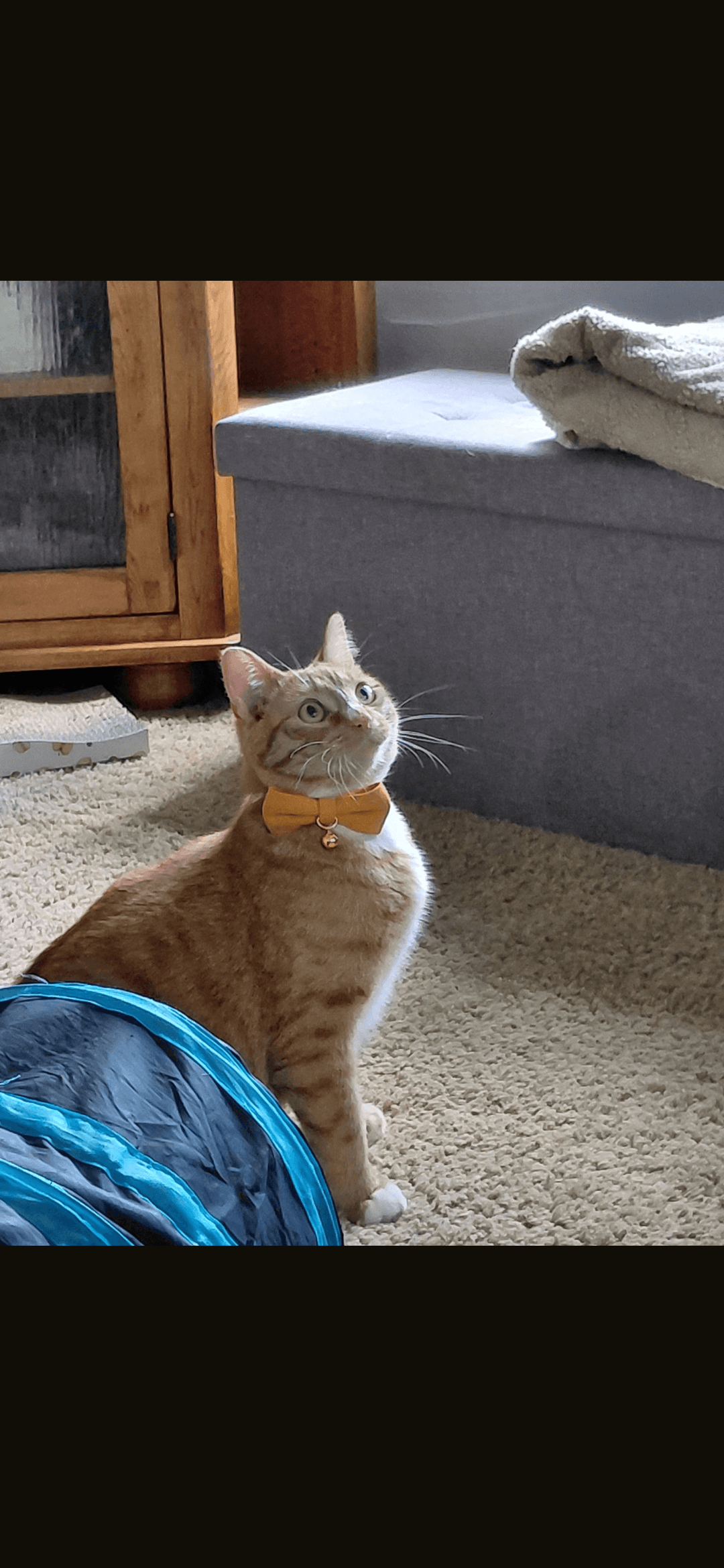 Paul - Domestic Short Hair