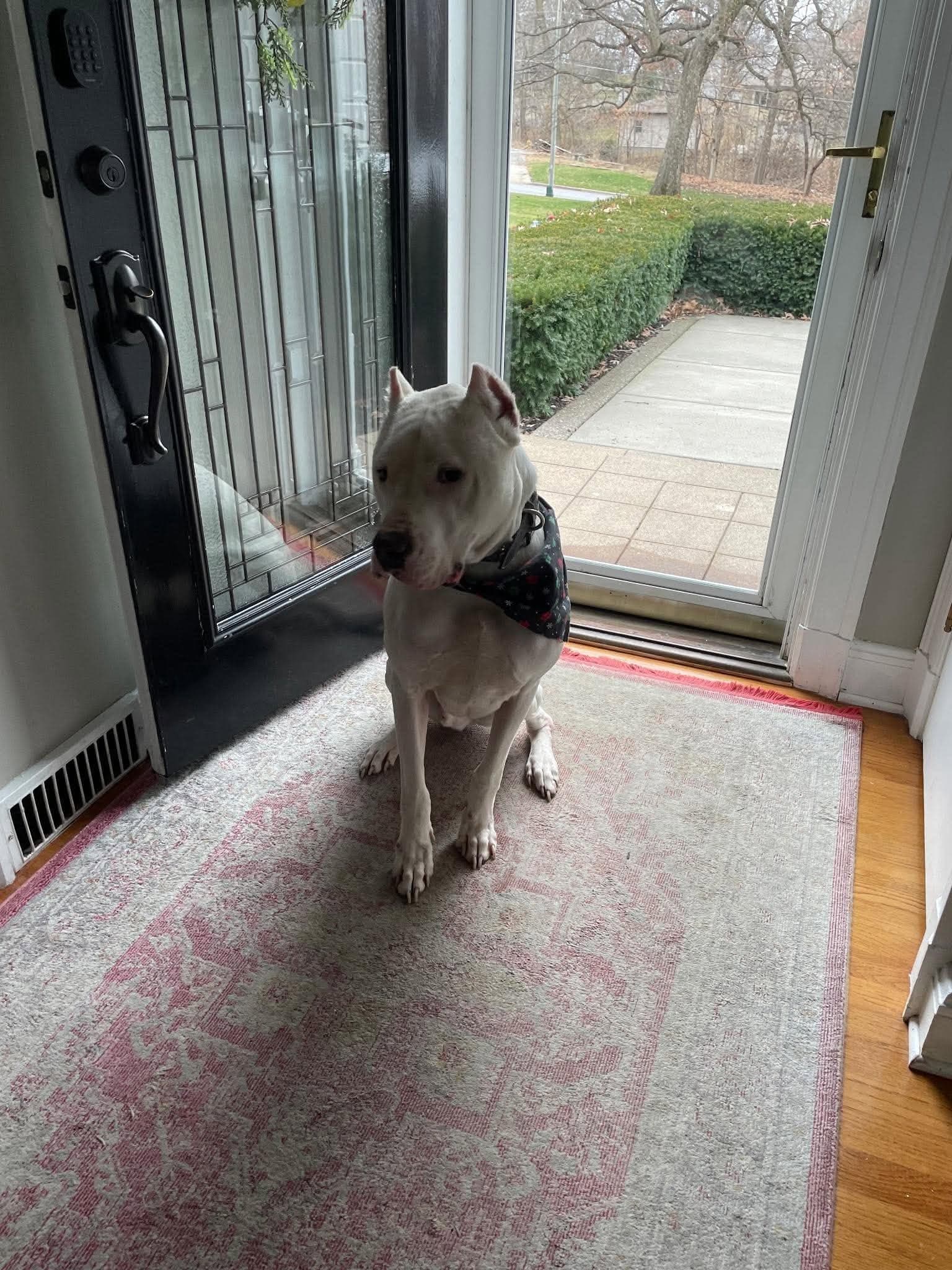 Max - Dogo Argentino