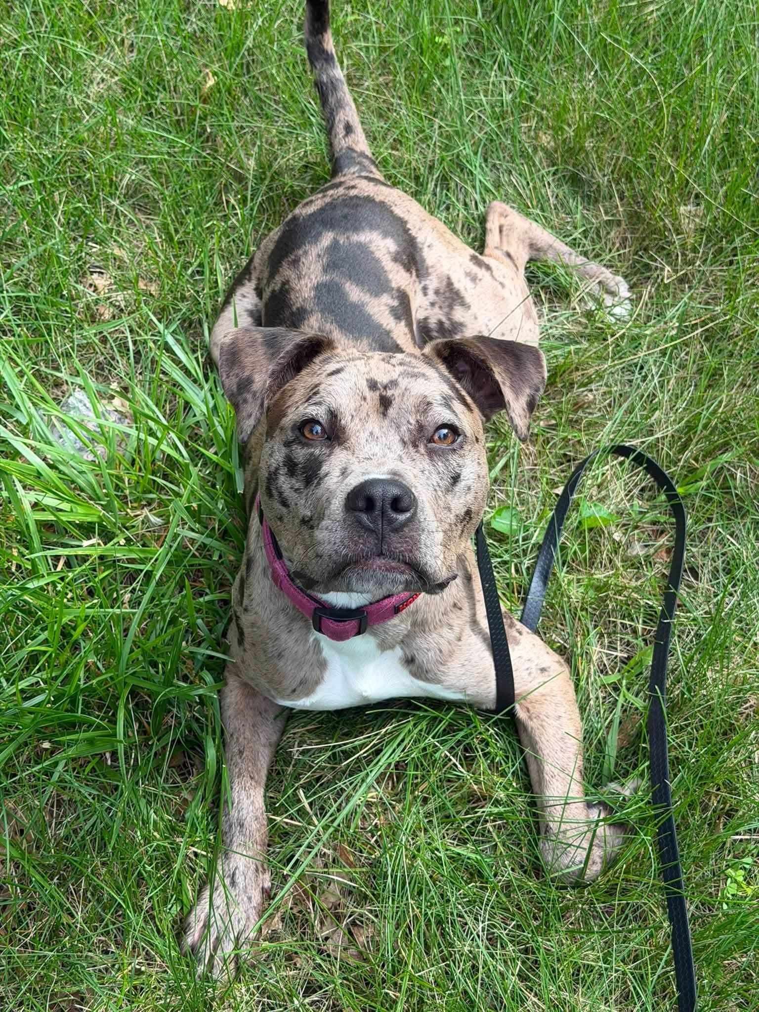 Halina - American Pit Bull Terrier
