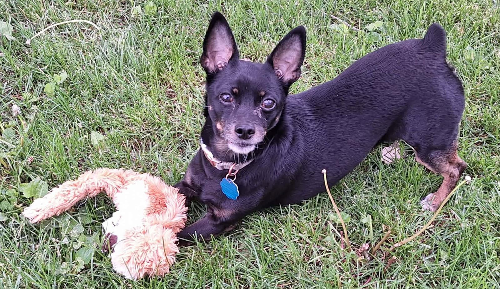 Kiki - Miniature Pinscher