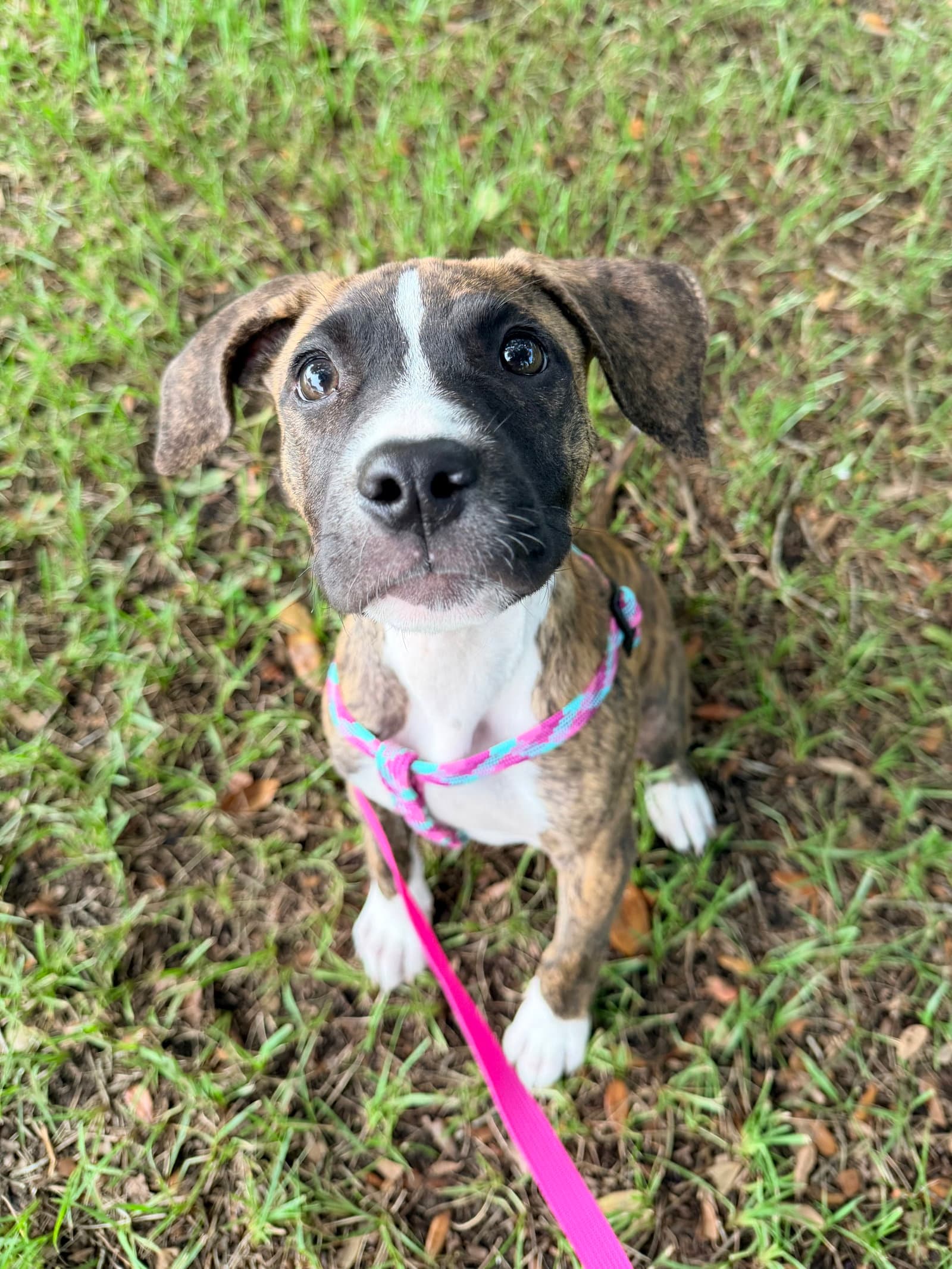 Kiara - Plott Hound