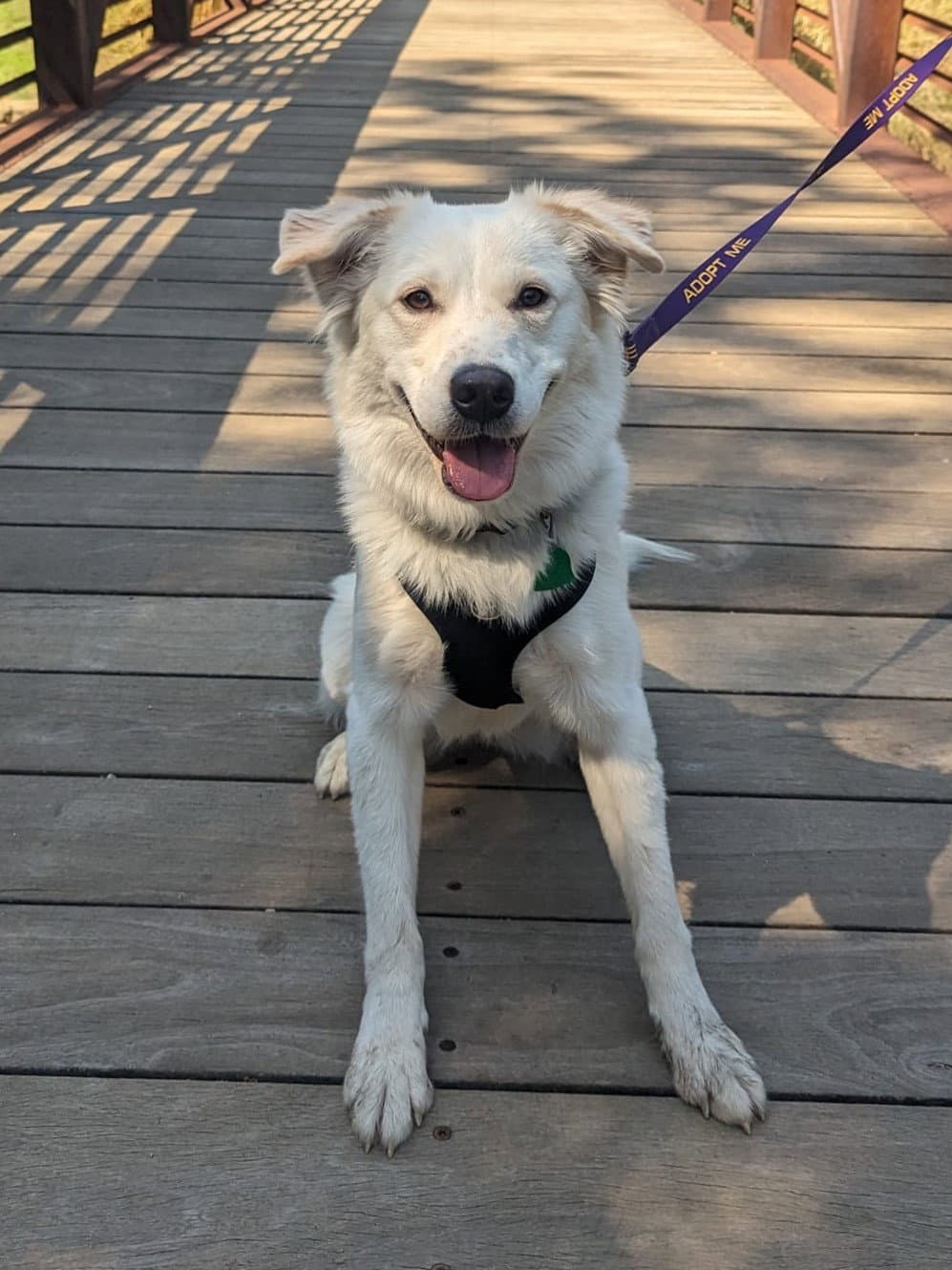 Juniper - Great Pyrenees