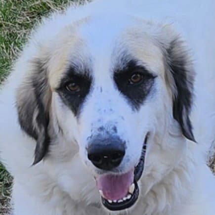 Lizzy - Great Pyrenees