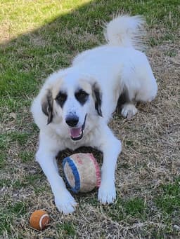 Lizzy image 3