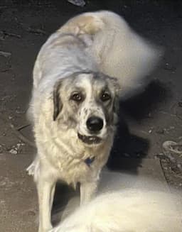 Phoebe image 2
