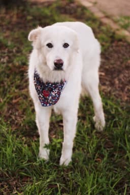 Dolly image 3