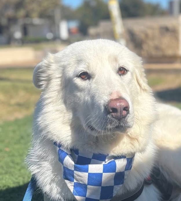 Dolly - Great Pyrenees
